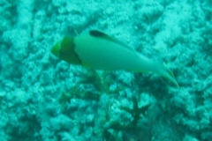 Masken-Papageifisch_juvenil-Malediven-2013-01 (2)