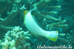 Masken-Papageifisch_juvenil-Malediven-2013-01 (3)