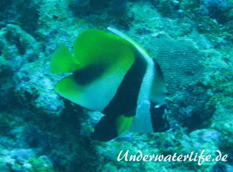 Masken-Wimpelfisch_adult-Malediven-2013-01