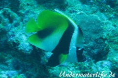 Masken-Wimpelfisch_adult-Malediven-2013-01