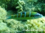 Mittelmeer Lippfische-Labridae-Wrasses