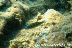 Meerpfau_adult-Dubrovnik-2015-03