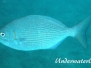 Messing-Ruderbarsch (Kyphosus vaigiensis)