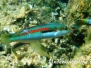 Mittelmeer Junker (Coris julis)