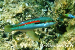 Meerjunker (Coris julis)_Maennliche-Phase-Dubrovnik-2015-003