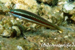Meerjunker (Coris julis)_Weibliche-Phase-Dubrovnik-2015-001
