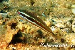 Meerjunker (Coris julis)_Weibliche-Phase-Dubrovnik-2015-002