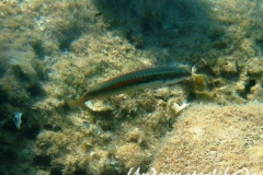 Meerjunker (Coris julis)_Weibliche-Phase-Dubrovnik-2015-004