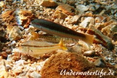 Meerjunker (Coris julis)_Weibliche-Phase-Dubrovnik-2015-005
