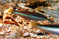 Meerjunker (Coris julis)_Weibliche-Phase-Dubrovnik-2015-006