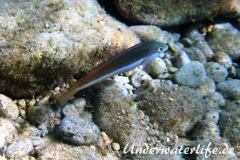 Meerjunker (Coris julis)_Weibliche-Phase-Dubrovnik-2015-008