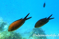 Moenchsfisch_adult-Dubrovnik-2015-001