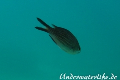 Moenchsfisch_adult-Dubrovnik-2015-002