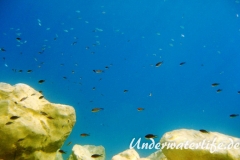 Moenchsfisch_adult-Dubrovnik-2015-003