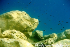 Moenchsfisch_adult-Dubrovnik-2015-004