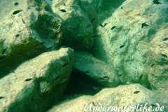 Moenchsfisch_adult-Dubrovnik-2015-006