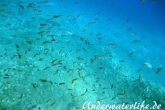 Moenchsfisch_adult-Dubrovnik-2015-008