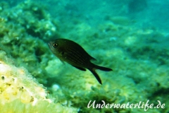 Moenchsfisch_adult-Dubrovnik-2015-010