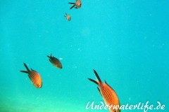 Moenchsfisch_adult-Dubrovnik-2015-011