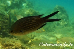 Moenchsfisch_adult-Dubrovnik-2015-012