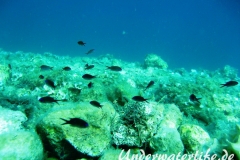 Moenchsfisch_juvenil-Dubrovnik-2015-003