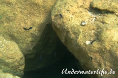 Moenchsfisch_juvenil-Dubrovnik-2015-004