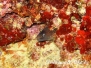 Mittelmeer Muränen-Muraenidae-Morays