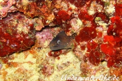 Mittelmeer-Muraene_adult-Dubrovnik-2015-01
