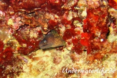 Mittelmeer-Muraene_adult-Dubrovnik-2015-02