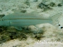 Mittelstreifen-Barbe (Upeneus tragula)