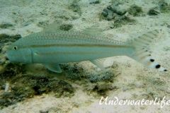 Mittelstreifen- Barbe (Upeneus tragula)_adult-Malediven-2013-01