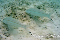 Mittelstreifen- Barbe (Upeneus tragula)_adult-Malediven-2013-02