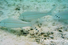 Mittelstreifen- Barbe (Upeneus tragula)_adult-Malediven-2013-03