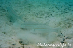 Mittelstreifen- Barbe (Upeneus tragula)_adult-Malediven-2013-04