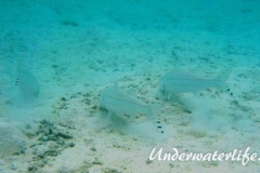 Mittelstreifen- Barbe (Upeneus tragula)_adult-Malediven-2013-05
