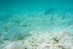 Mittelstreifen- Barbe (Upeneus tragula)_adult-Malediven-2013-06
