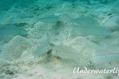 Mittelstreifen- Barbe (Upeneus tragula)_adult-Malediven-2013-07
