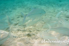 Mittelstreifen- Barbe (Upeneus tragula)_adult-Malediven-2013-08