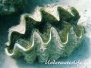 Mördermuschel (Tridacna maxima)