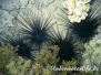 Nadel-Seeigel (Diadema paucispinum)