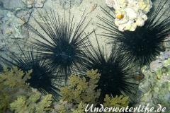 Nadel-Seeigel_Diadema paucispinum_adult-Marsa alam-2012-001