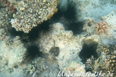 Nadel-Seeigel_Diadema paucispinum_adult-Marsa alam-2012-002