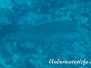 Napoleon (Cheilinus undulatus)