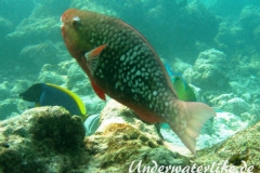Nasenhoecker-Papageifisch_adult-Malediven-2013-01