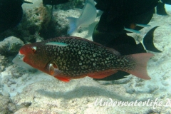 Nasenhoecker-Papageifisch_adult-Malediven-2013-02