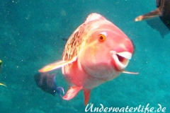Nasenhoecker-Papageifisch_adult-Malediven-2013-03