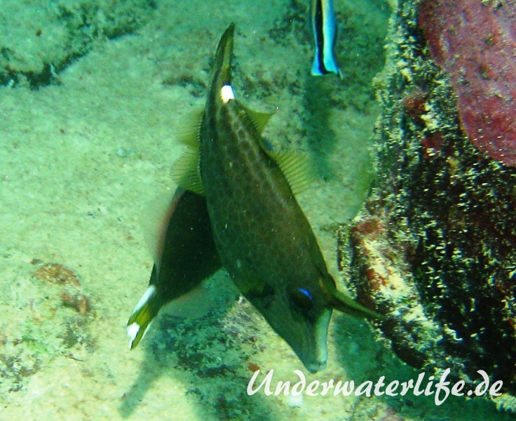 Netz-Feilenfisch_adult-Malediven-2013-01
