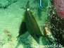 Netz-Feilenfisch (Cantherhines pardalis)