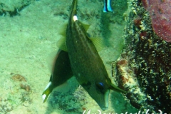 Netz-Feilenfisch_adult-Malediven-2013-01