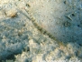 Netz-Seena​del (Corythoic​htys flavofasci​atus)